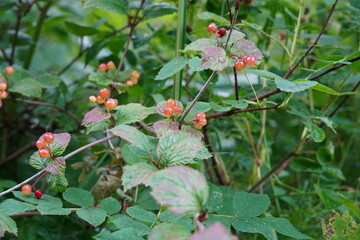 Highbush Craneberry sweet Alaskan Berry 