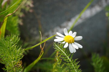 Daisy with a hidden yellow caterpillar Blending into the center 