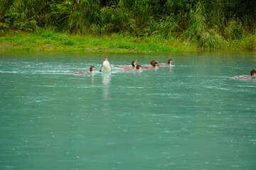 A Common Merganser Duck in The Cold Waters of Alaska