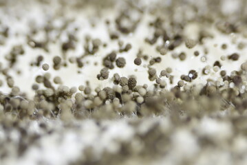 Close-up of Microscopic Spheres on a Textured Surface