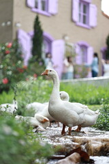 A serene swan glides across a tranquil lake at dawn, its white feathers reflecting softly in calm...