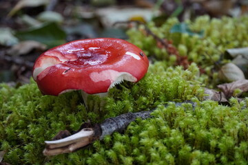 A Fly Agaric Red Mushroom Native to Alaska