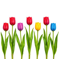 Colorful Tulips in Bloom on a Transparent Background