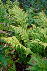 Native Foliage of South Central Alaska - Ferns, Fire Weed