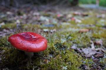 A Fly Agaric Red Mushroom Native to Alaska