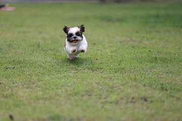 A playful puppy runs happily on green grass in the summer sunlight, its tongue out and eyes bright,...
