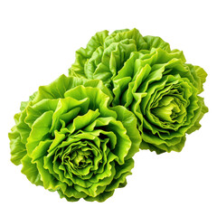 Fototapeta premium Vibrant Green Lettuce Heads in Fresh and Lush Arrangement
