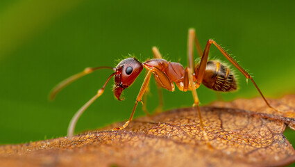 Detailed close up of a garden spider on its intricate web with dew drops