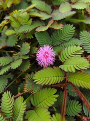 mimosa plant with flowers in the garden