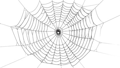 Obraz premium Spiderweb with intricate design, and nature.