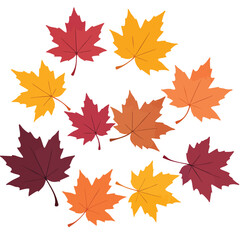 Fototapeta premium Colorful maple leaves in various autumn shades arranged artistically on a white background Great for seasonal designs and fall-themed decorations.