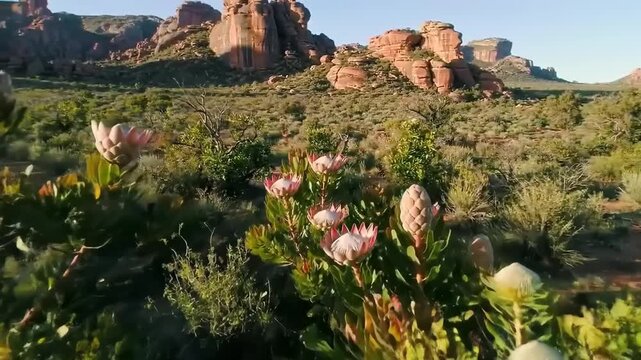 Scenic mountain landscape with protea flowers
