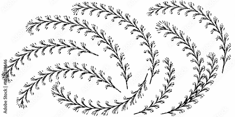 Poster vector botanical illustration featuring multiple sprigs of a delicate plant with small leaves in a p