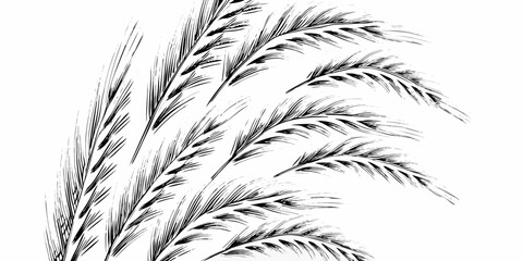 Vector illustration of several black wheat stalks arranged in a semi circle on a white background drawing style