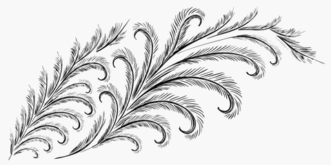 Vector elegant black and white botanical illustration featuring stylized feather like foliage design element with curls