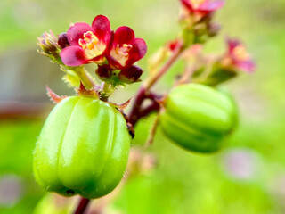 redvflowervon green background