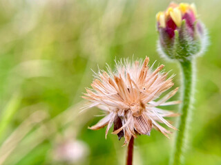 close up of a flower