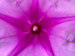 pink flower close up