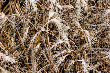 Wheat field top view, ears wheat from above, golden ripe field of wheat. Background and tectures. Summer harvest.