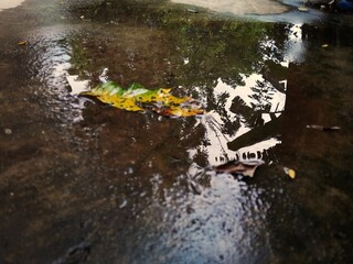puddles of rainwater on the floor, shadows of trees in puddles of rainwater 