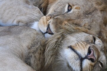 portrait of a lion and his brother resting 
