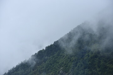 Foggy Mountain Slope with Dense Forest