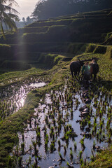 Farmer Plowing Rice Field with Water Buffalo, Ubud, Bali