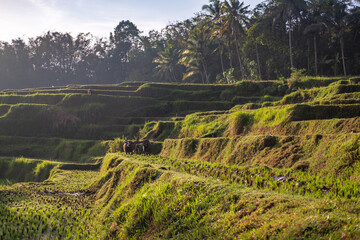 Rice Terraces with Oxen in Rural Bali, Indonesia