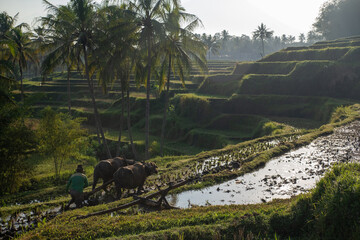 Farmer Plowing Rice Field with Water Buffalo in Indonesia