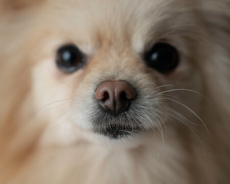 Pomeranian