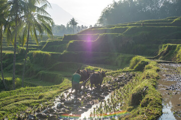Farmer Plowing Rice Field with Buffalo in Traditional Way
