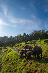 Water Buffalo Grazing in Rice Terraces, Bali