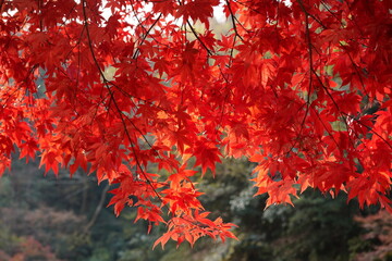red maple leaves