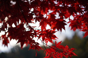 red maple leaves