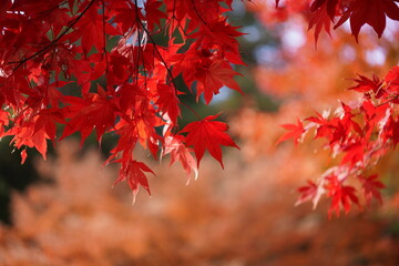red maple leaves