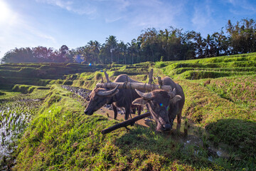 Water Buffaloes with Wooden Plow in Rice Paddy