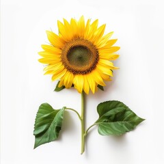 Fototapeta premium Bright yellow sunflower, vibrant petals, green leaves, isolated on white