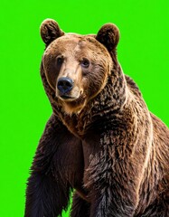 Obraz premium A large brown bear, front view, against a bright green background