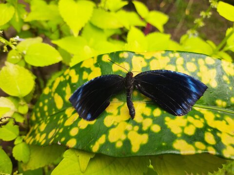 Atrophaneura varuna or&nbsp;common batwing butterfly.  It is a butterfly found in&nbsp;India&nbsp;and&nbsp;Southeast Asia&nbsp;that belongs to the&nbsp;swallowtail&nbsp;family, and more specifically, the batwings group of&nbsp;Atrophaneura.