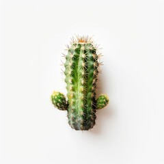 Naklejka premium A small, green cactus with spines atop a white background