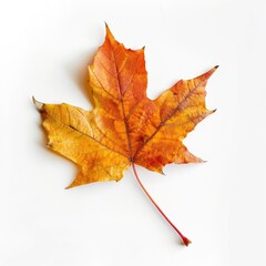 Autumnal maple leaf on white background