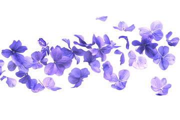 Beautiful lavender flower petals are floating in the air © Anasaiimages