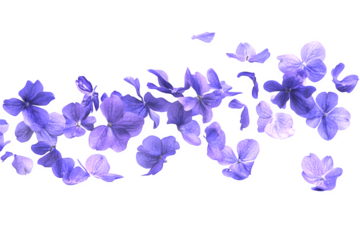Beautiful lavender flower petals are floating in the air