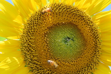 ミツバチとひまわり