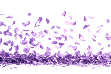 Beautiful lavender flower petals are floating in the air