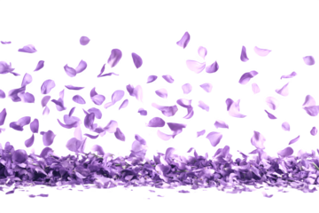 Beautiful lavender flower petals are floating in the air