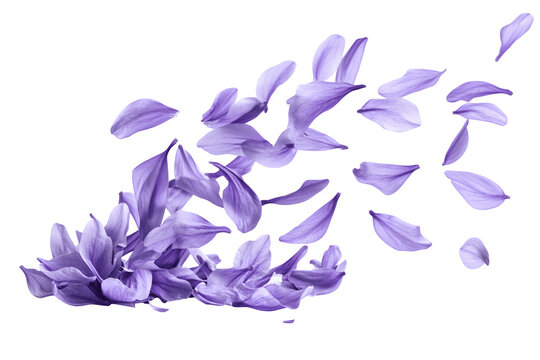 Beautiful lavender flower petals are floating in the air - Powered by Adobe