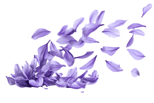 Beautiful lavender flower petals are floating in the air