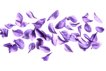 Beautiful lavender flower petals are floating in the air