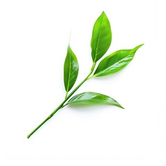 Fototapeta premium Fresh green tea leaves on a stem, isolated on white